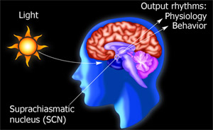 Brain illustration. Image credit: National Institute of General Medical Sciences